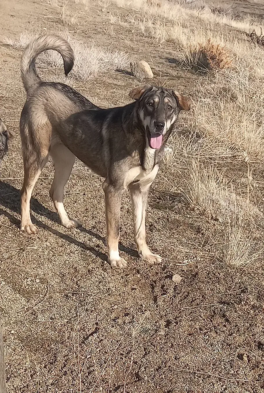 ماده پژدر اصیل|سگ|سربند, |دیوار