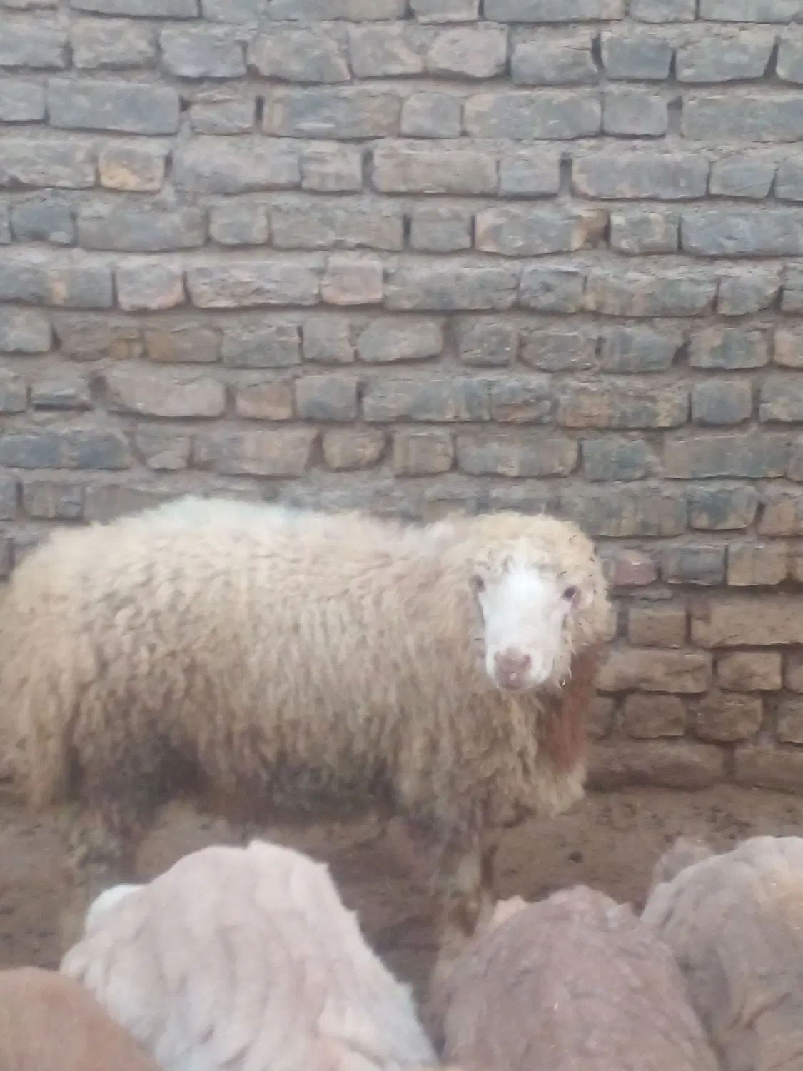 بره نره|حیوانات مزرعه|شیروان (خراسان), |دیوار