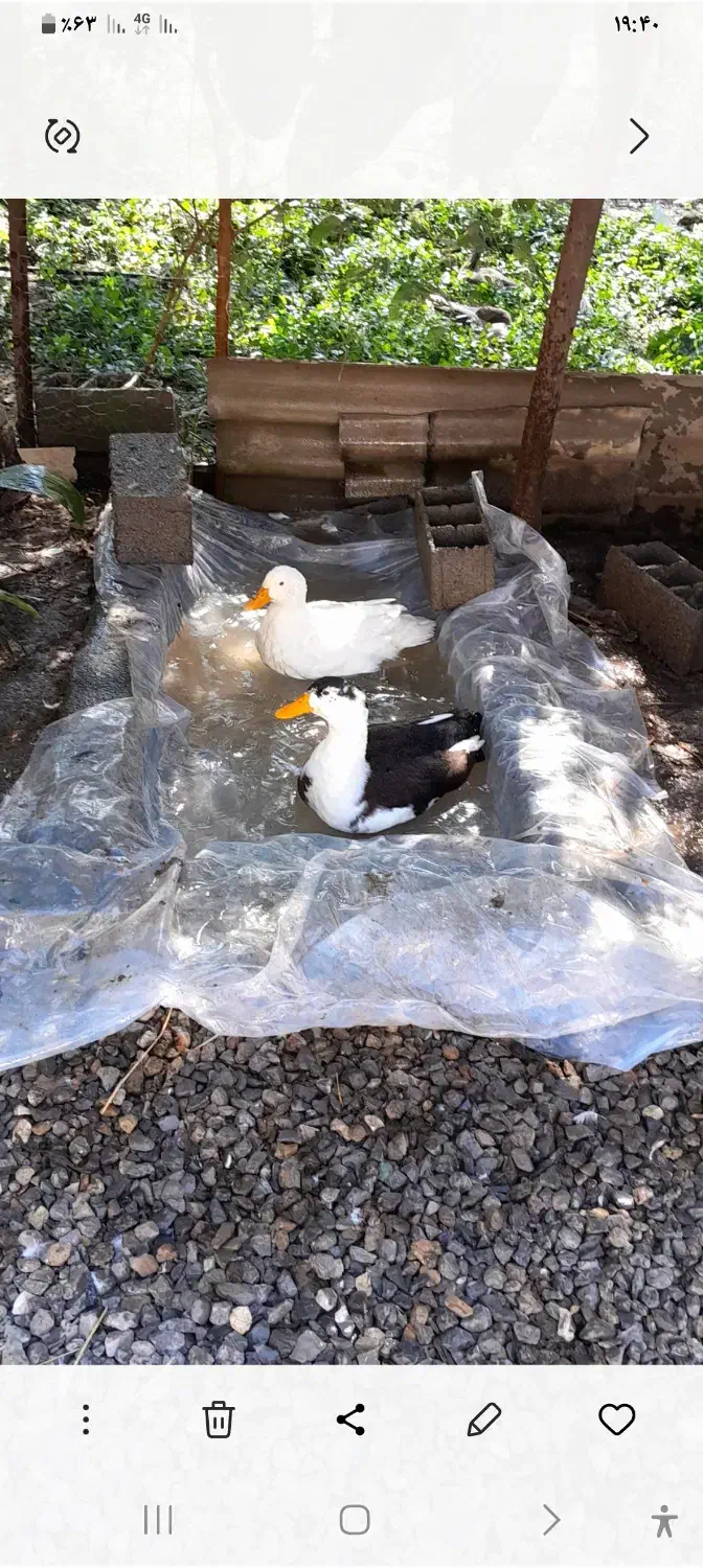 اردک نر و ماده زیبا و سالم|حیوانات مزرعه|ایزدشهر, |دیوار