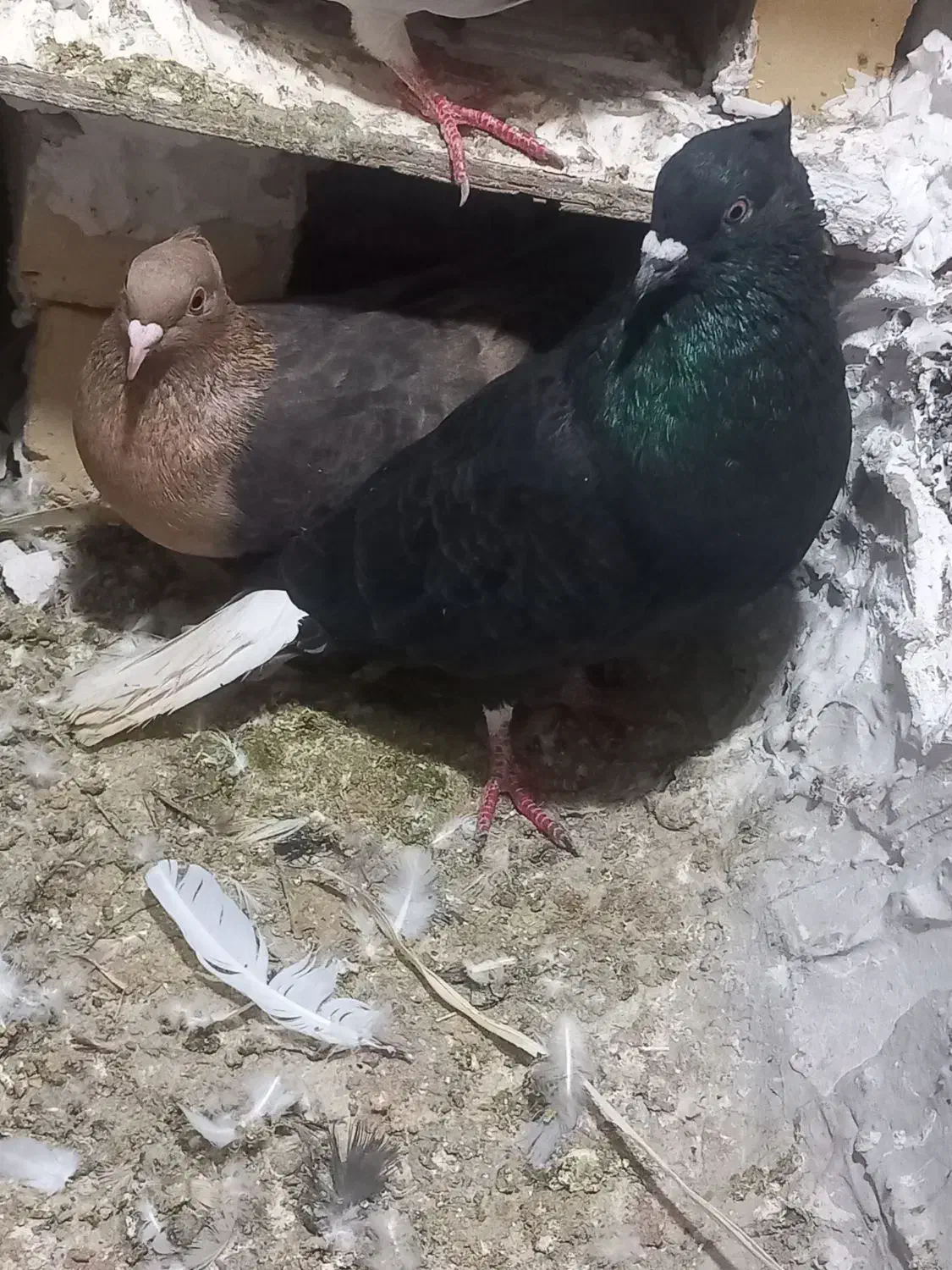 کفتر زاغدمسفید|پرنده|گلبهار, نوبهار|دیوار