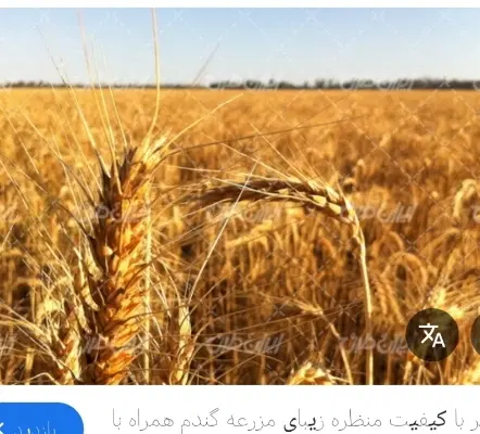 گندم|عمده‌فروشی|افزر, |دیوار