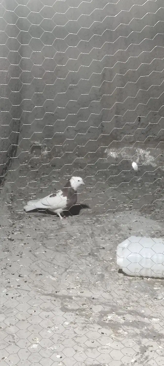 طوق پشدارنر کلاهی پلاکی نر|پرنده|بم, |دیوار