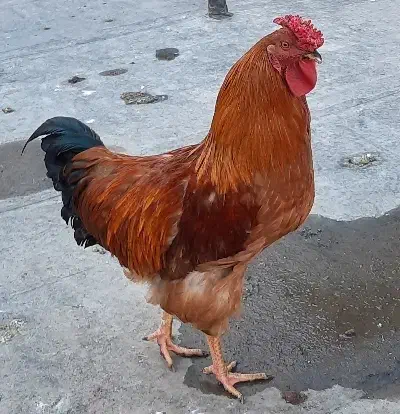 خروس|حیوانات مزرعه|مشهد, دانشجو|دیوار