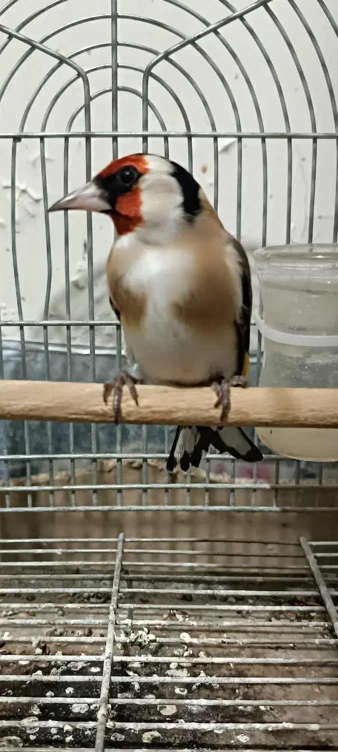 سهره وحش ورام عطیقه|پرنده|شیراز, تندگویان|دیوار