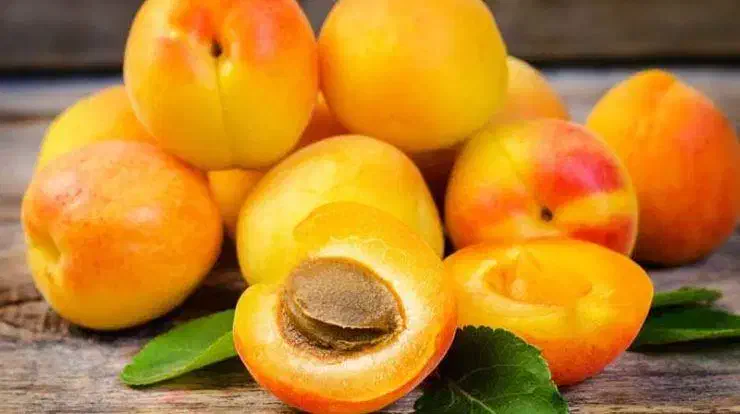 فروش نهال زردآلو نصیری|خدمات باغبانی و درختکاری|مرند, |دیوار