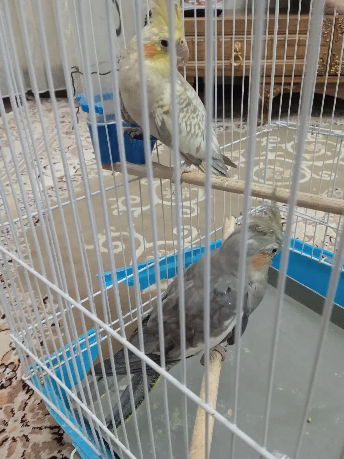 عروس هلندی مادر و بچه|پرنده|فردیس, سپید دشت|دیوار