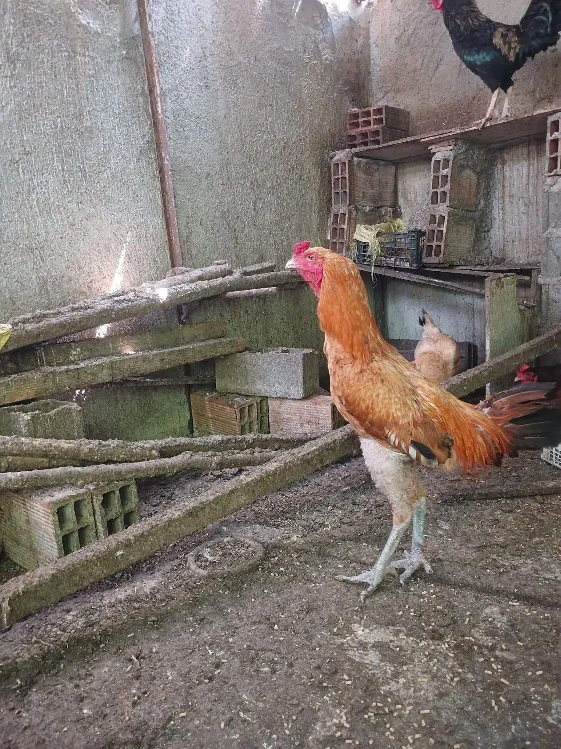 فروش خروس لاری اصل|حیوانات مزرعه|پایین هولار, |دیوار