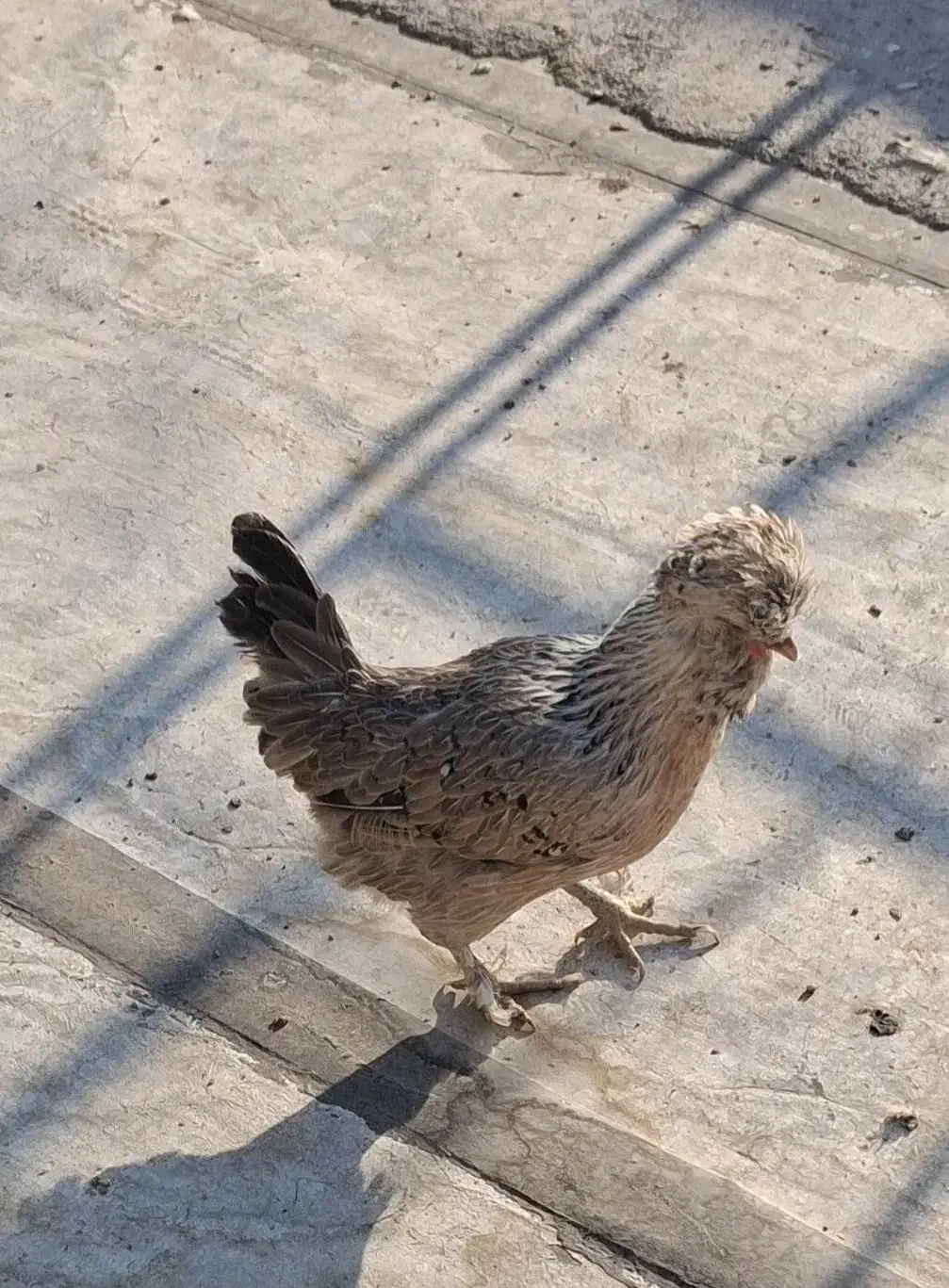 مرغ رسمی|حیوانات مزرعه|قم, حمام تالار|دیوار