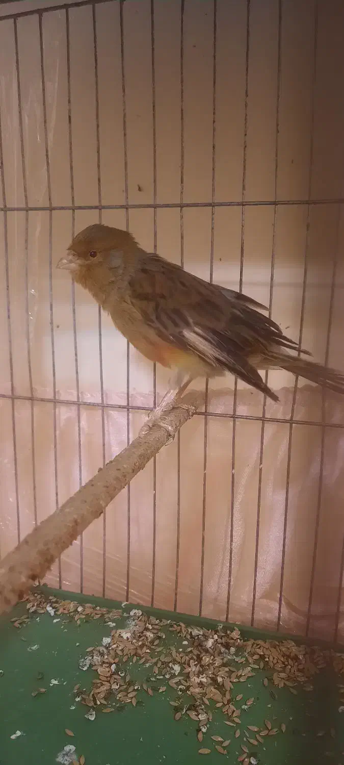 قناری نر و ماده|پرنده|تهران, هاشمی|دیوار