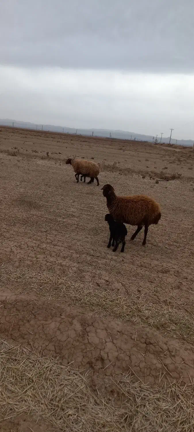 یه عددمیش۱۱۱۱۱۱۱۱۱۱|حیوانات مزرعه|عطاملک, |دیوار