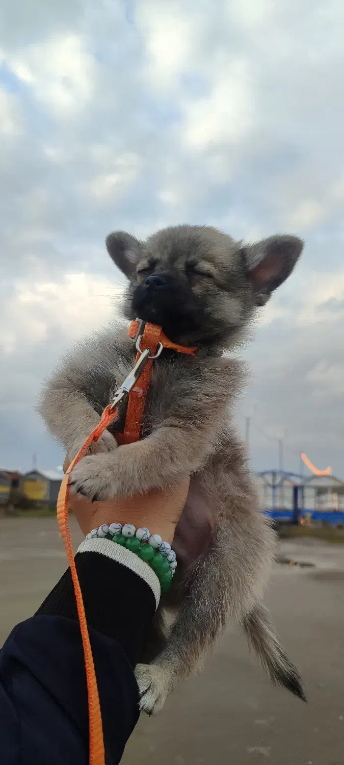 توله سگ|سگ|اصفهان, فرماندهی انتظامی اصفهان|دیوار