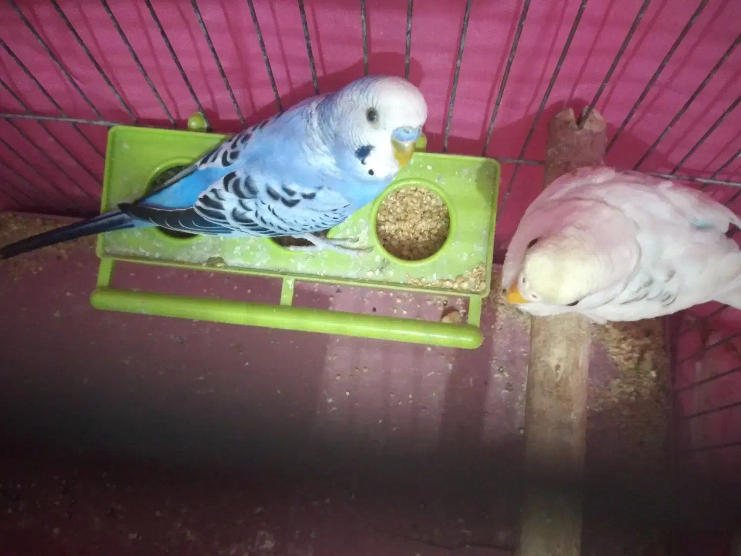 مرغ عشق دستی|پرنده|ایلام, |دیوار