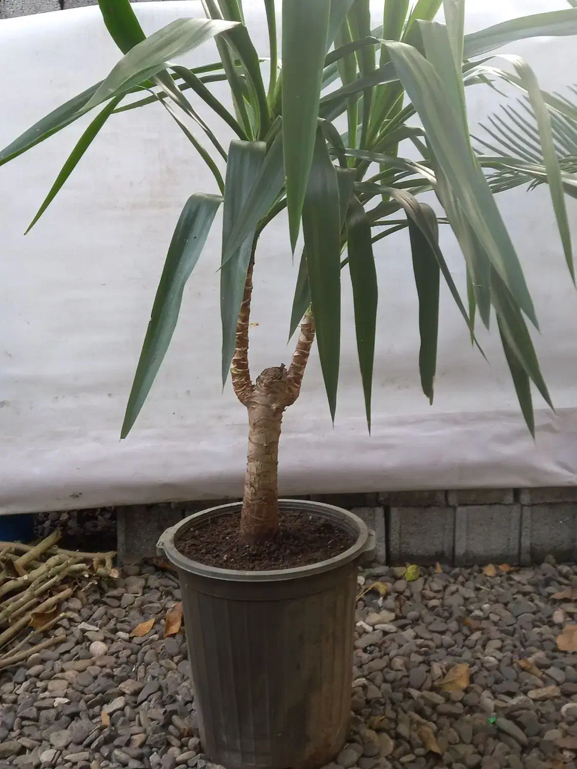 گل وگیاه|گل و گیاه طبیعی|شلمان, |دیوار