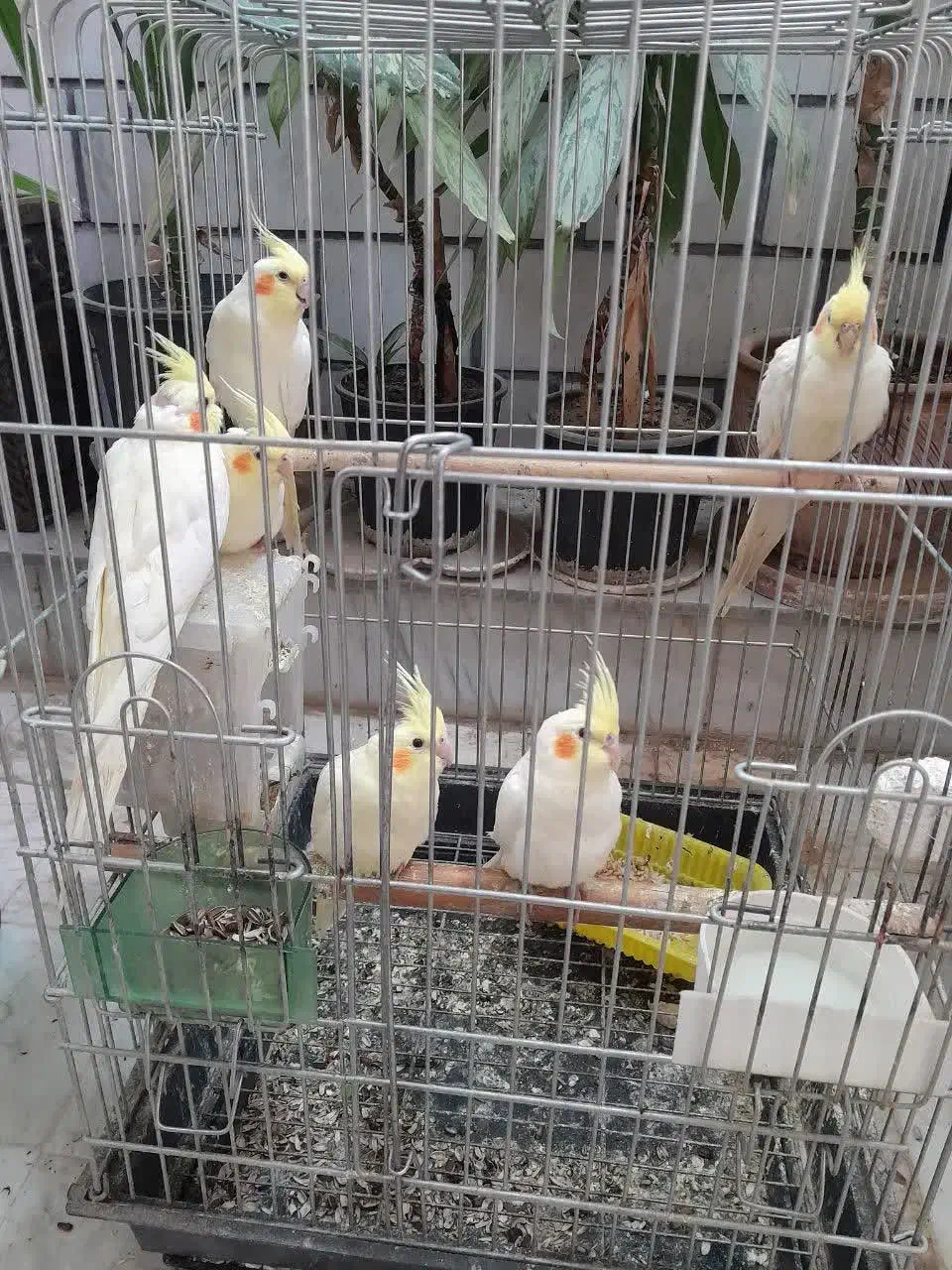 جوجه عروس هلندی لوتینو|پرنده|خمین, |دیوار