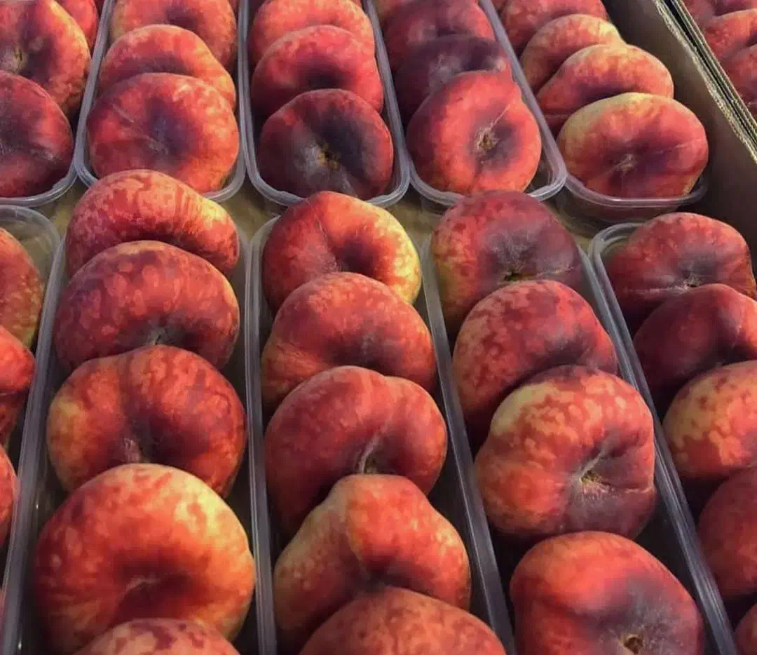 فروش تخصصی ترین نهال های غرب کشور|خدمات باغبانی و درختکاری|شاهین دژ, |دیوار