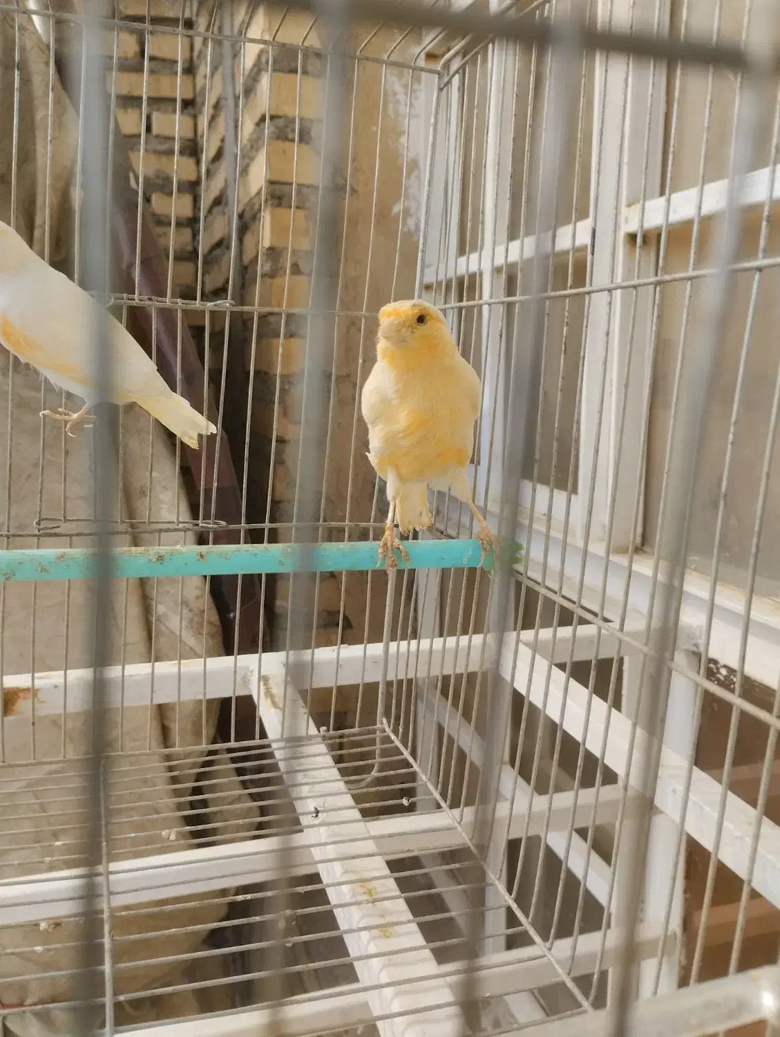 قناری|پرنده|دهلران, |دیوار