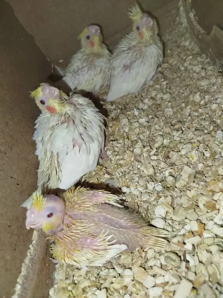 انواع پرنده ‌مرغ‌عشق کوتوله‌عروس متو قناری‌گرینچیک|پرنده|سراوان, |دیوار