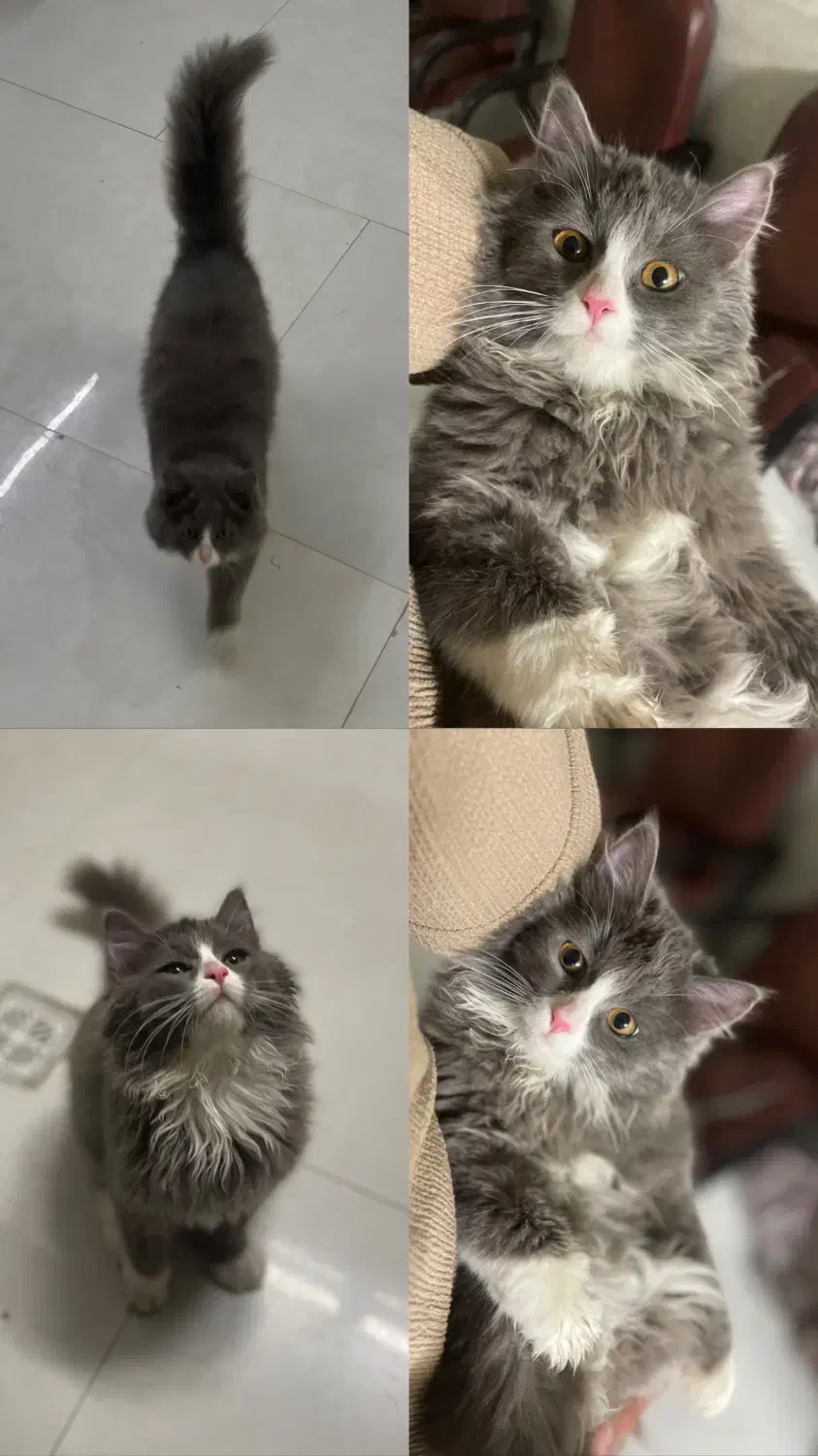 گربه گمشده|گربه|حمیدیا, |دیوار