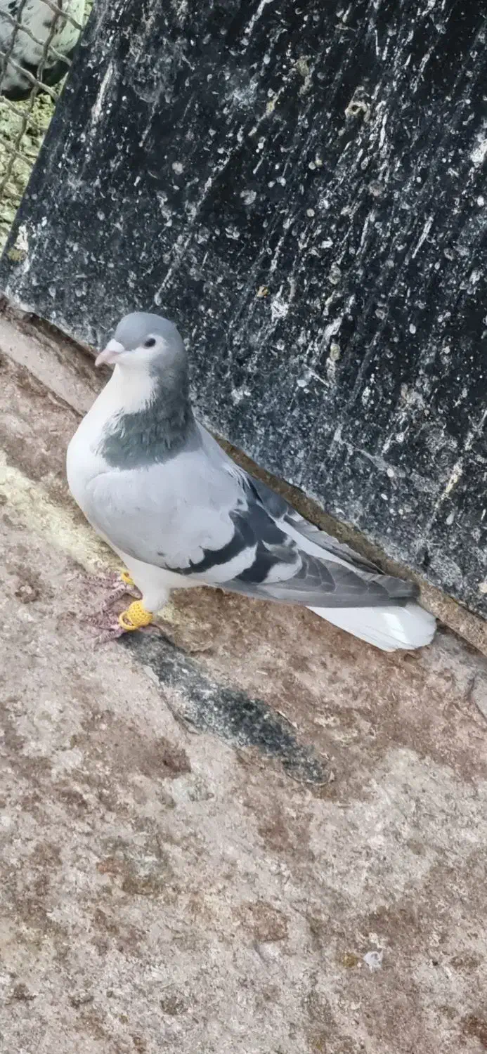 10عدد کبوتر نر پرشی|پرنده|اسفراین, |دیوار