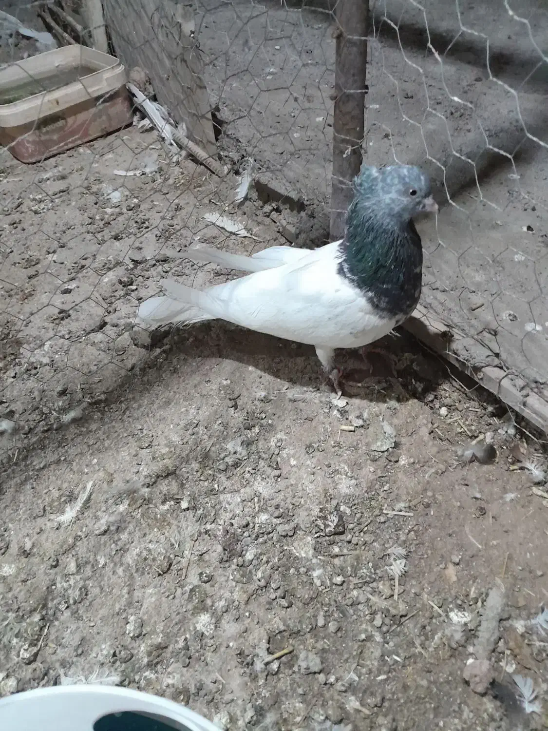 طوقی وکله ی|پرنده|نرماشیر, |دیوار