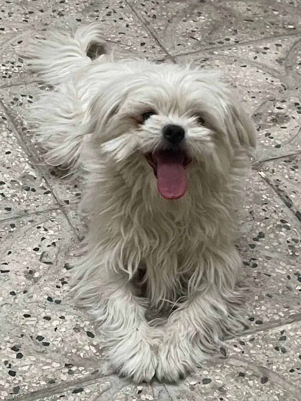 واگذاری دوقلاده سگ خانگی|سگ|اراک, |دیوار