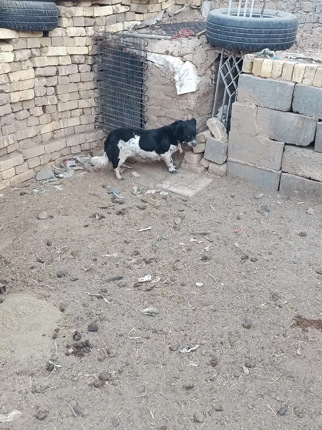 فروش سگ قیمت ۵۰۰تومان|سگ|یزد, |دیوار