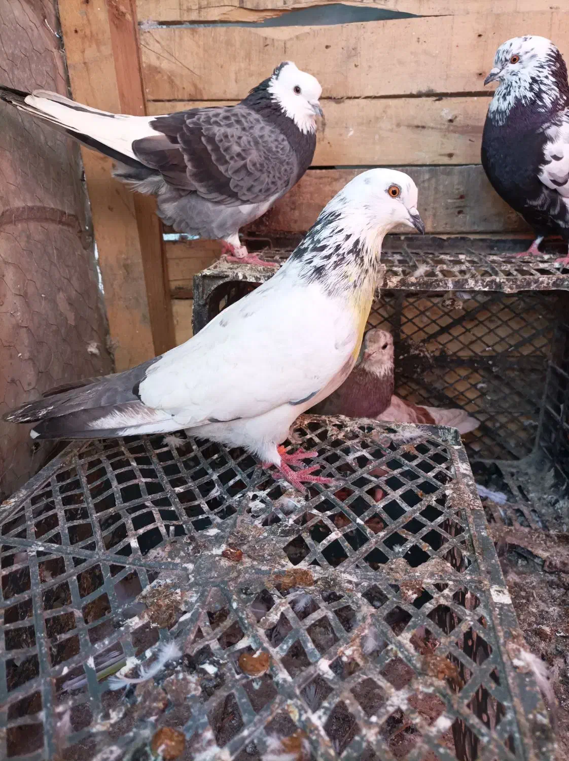 کبوتر|پرنده|سیجوال, |دیوار