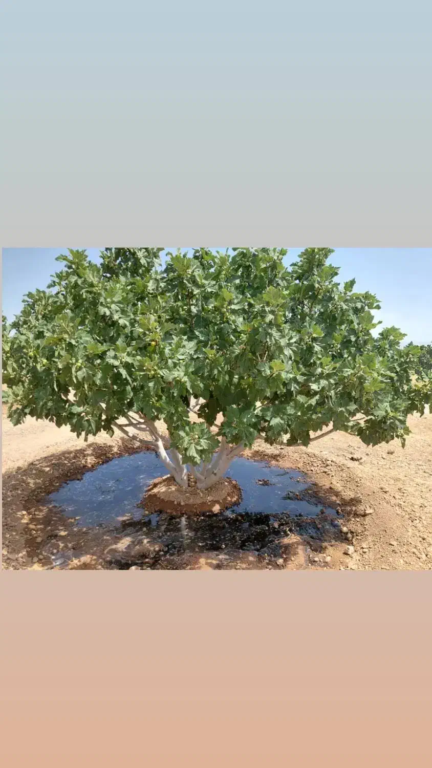 خدمات باغبانی سم پاشی هرس پاکنی پیوند( نکویی )|خدمات باغبانی و درختکاری|شیراز, غدیر جنوبی|دیوار