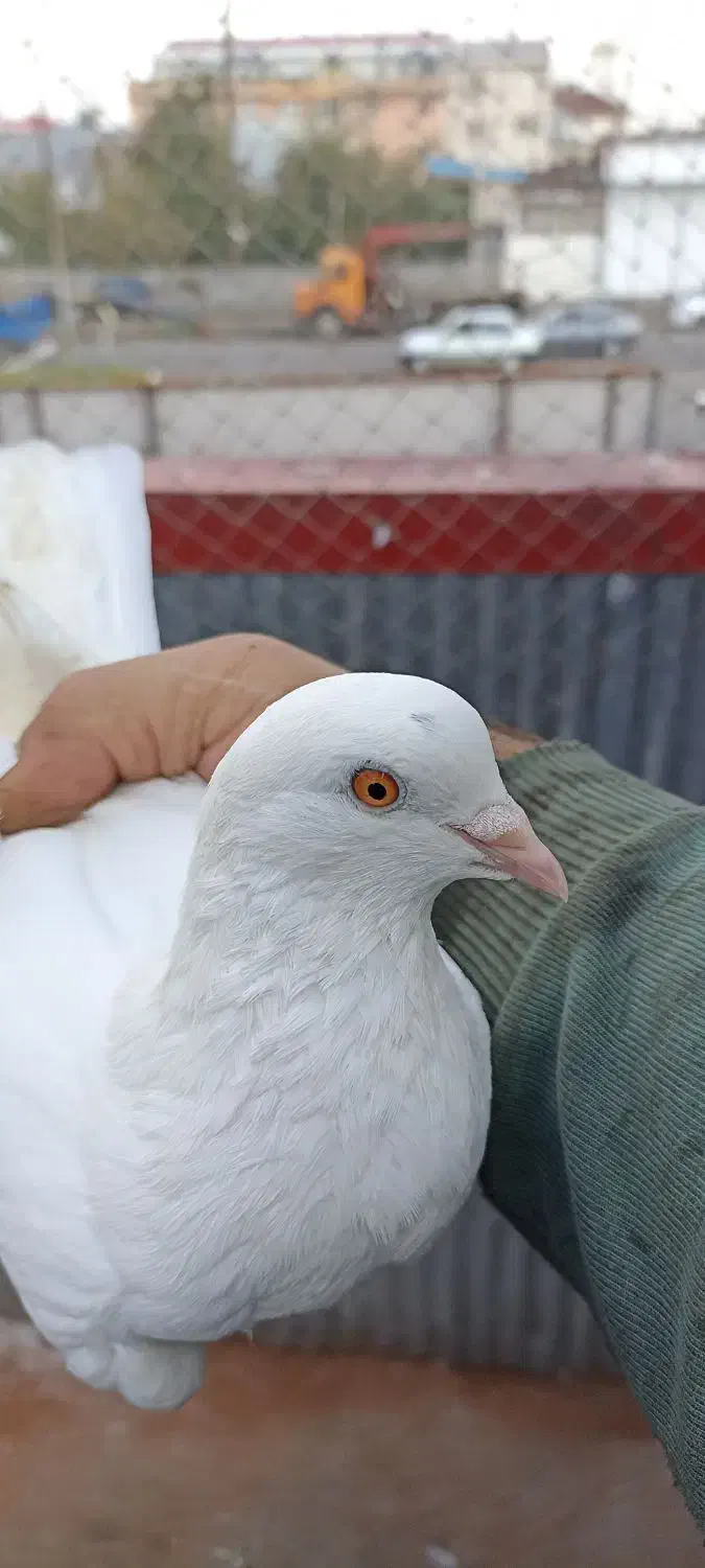 کبوتر ماده تیر ماهی نر جوزی مهری|پرنده|رشت, آب و برق|دیوار