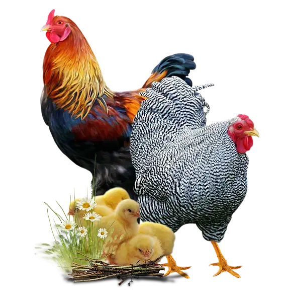 خروس پیدا شده|حیوانات|نجف‌آباد, بازار|دیوار