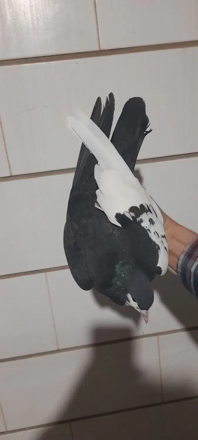 چند جفت شهری و دم سفید کلکسیونی|پرنده|برازجان, |دیوار