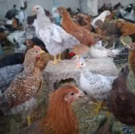 جوجه مرغ خروس|پرنده|دابودشت, |دیوار