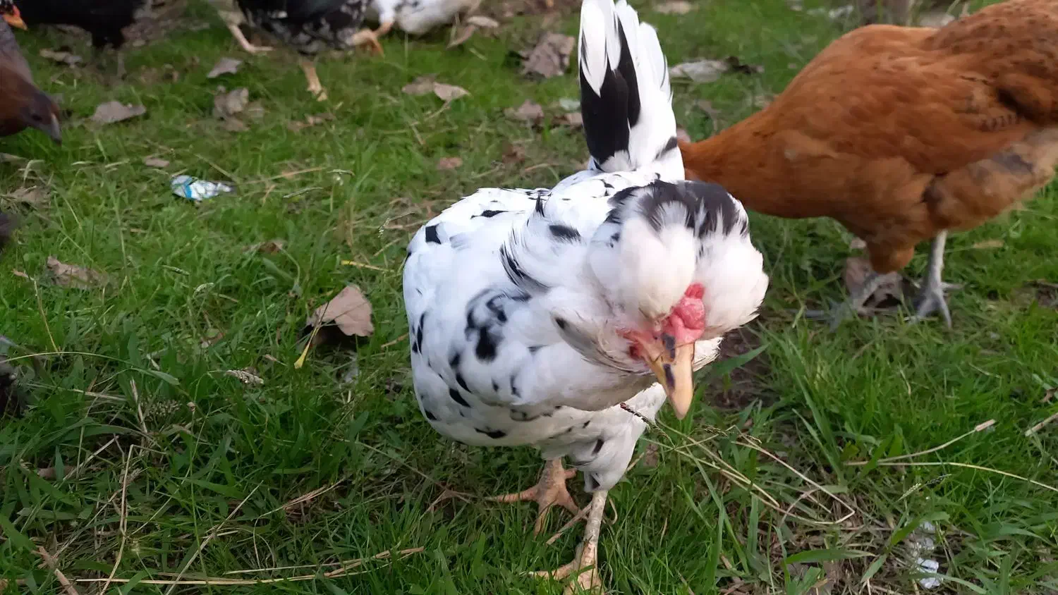 تخم مرغ گلین لری|حیوانات مزرعه|رشت, امین الضرب|دیوار