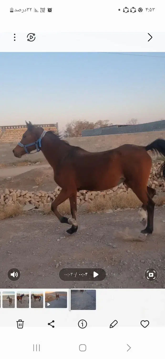 اسب مادیون عرب یک سر|اسب و تجهیزات اسب‌سواری|صفادشت, |دیوار