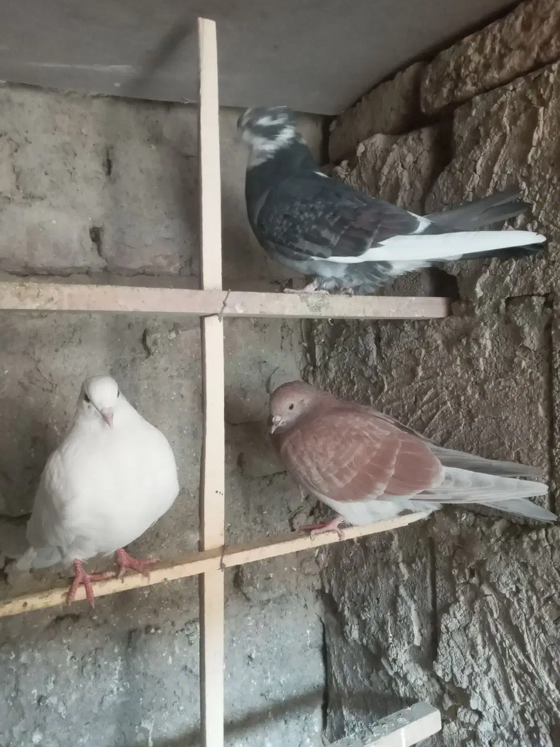 کبوتر،کفتر فروشی|پرنده|چهاردانگه (تهران), |دیوار