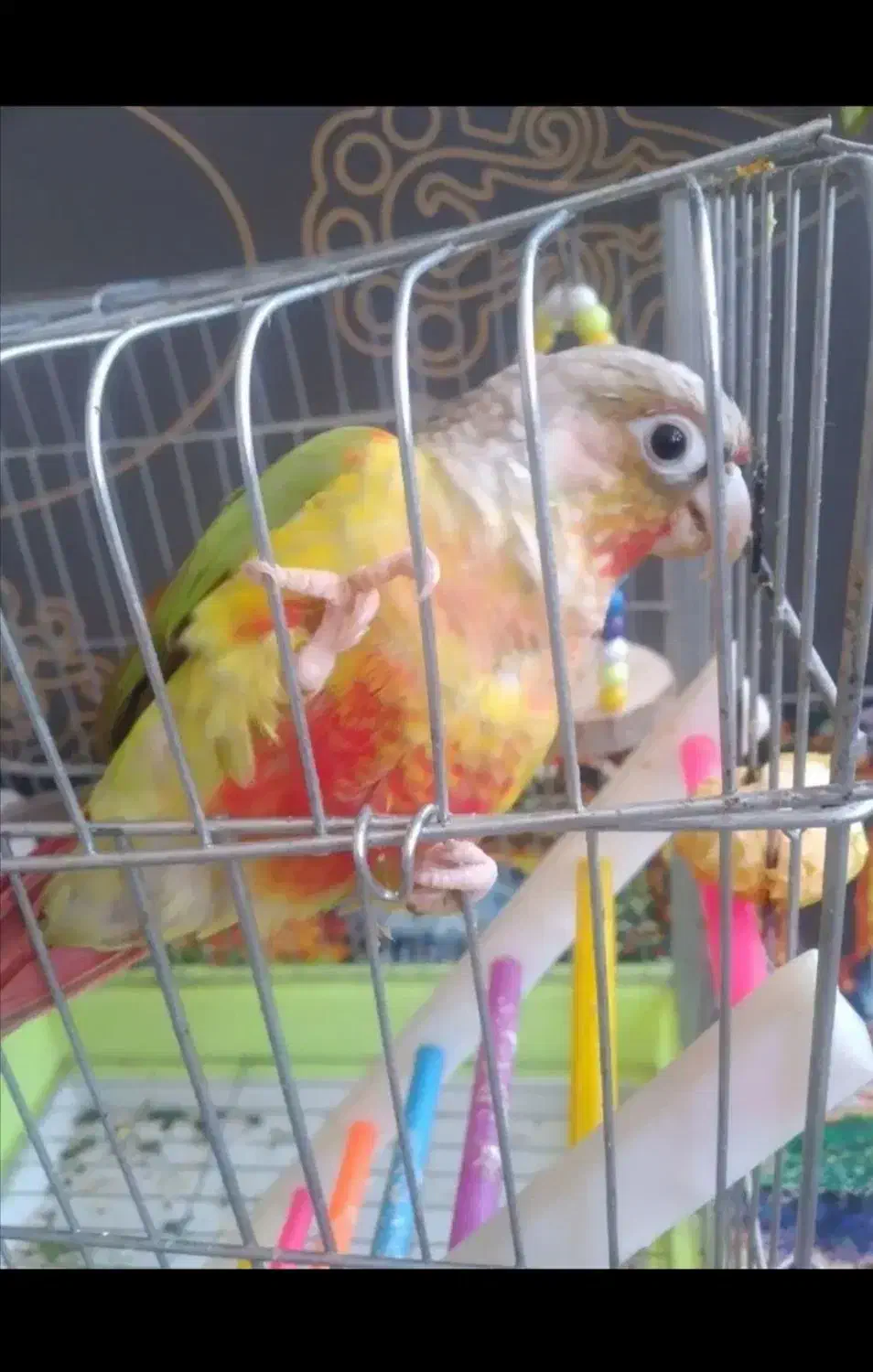 گرینچیک آناناسی رام|پرنده|زرند, |دیوار