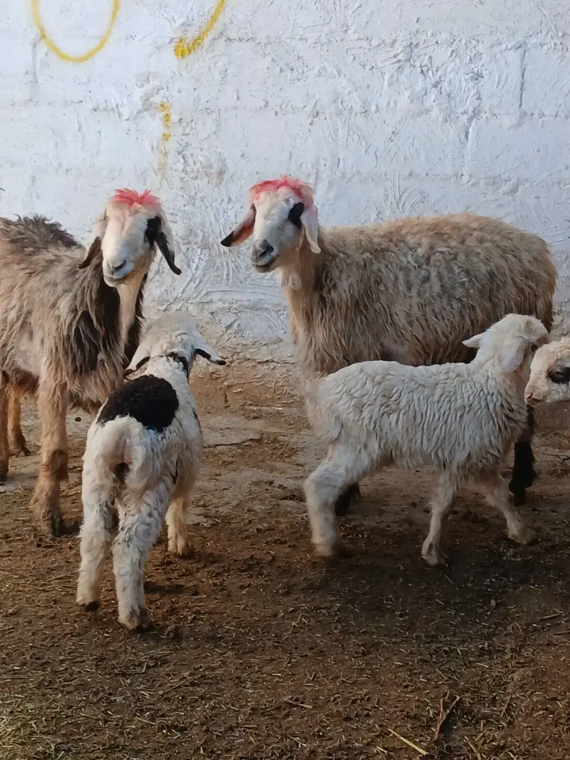 میش بره دار|حیوانات مزرعه|مرودشت, مختارآباد|دیوار