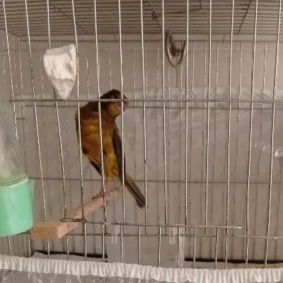 قناری|پرنده|ساری, |دیوار