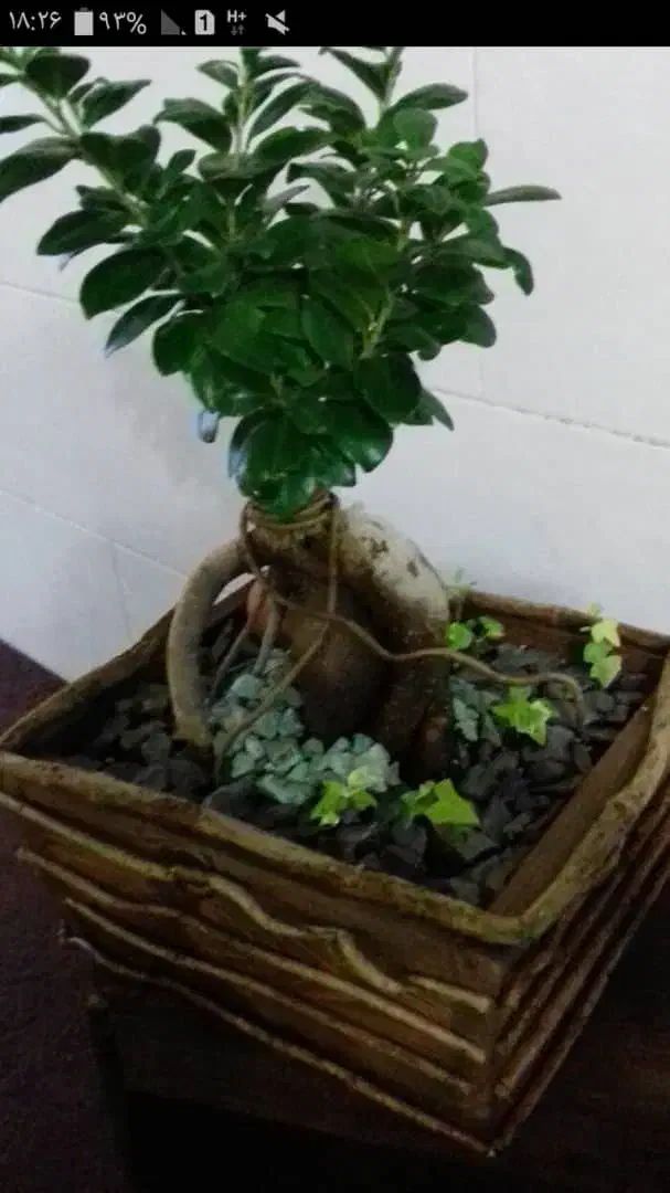 بن سای|گل و گیاه طبیعی|شیراز, شهرک صدا و سیما|دیوار