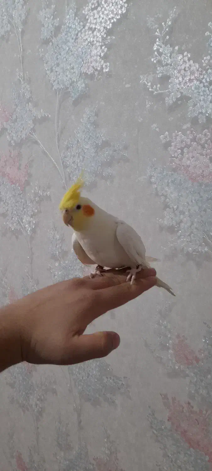 عروس هلندی|پرنده|اندیشه, اندیشه فاز ۲|دیوار