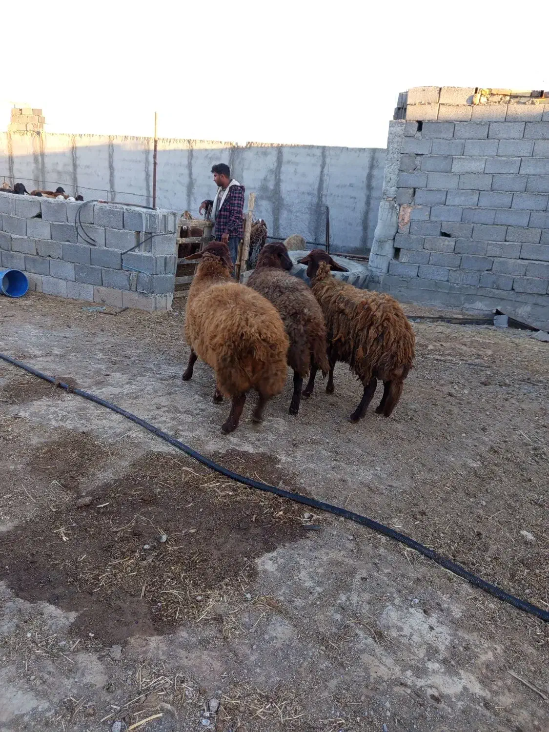 میش هترو بره نر و ماده همو|حیوانات مزرعه|جوین, |دیوار