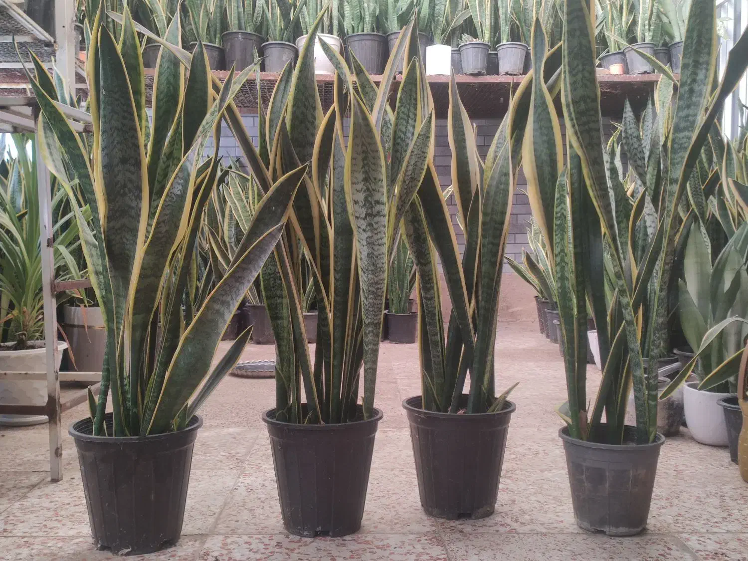 بنجامین سانسوریا فیکوس یوکا|گل و گیاه طبیعی|محمدشهر, شهرک چمران|دیوار