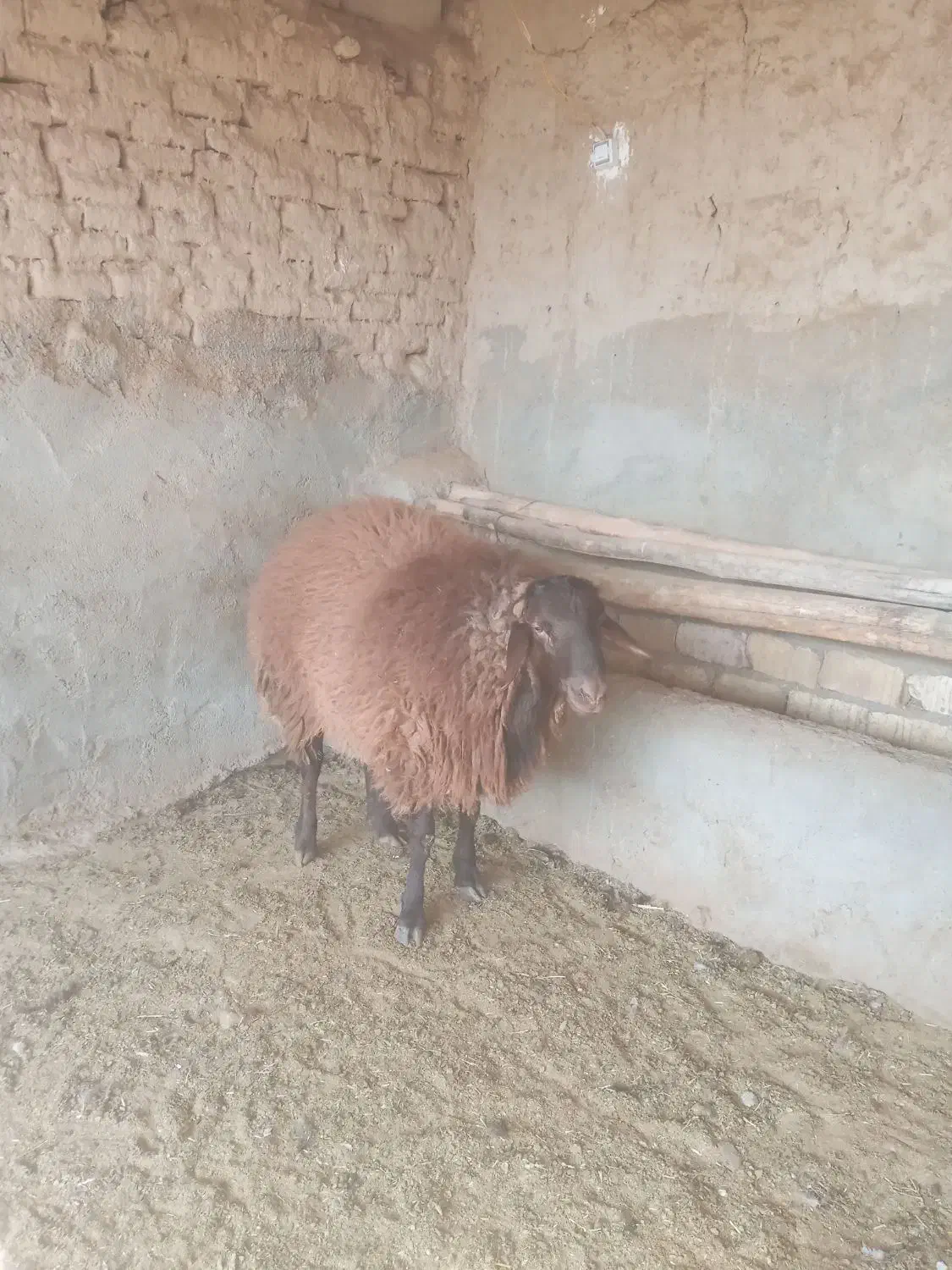 بره نرهترو وهمو بذری|حیوانات مزرعه|اسفراین, |دیوار