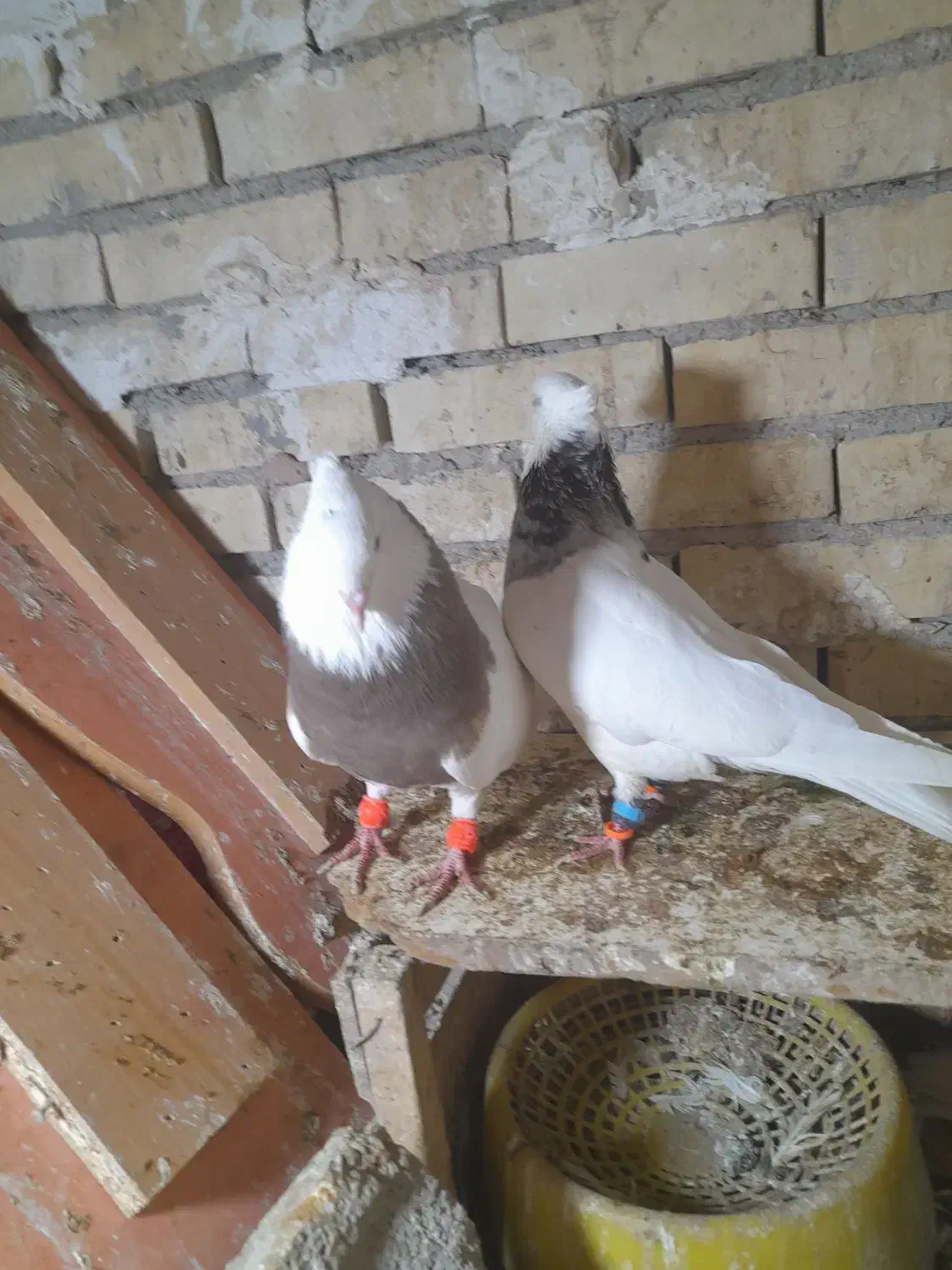 جفت طوقی یک|پرنده|رامشیر, |دیوار