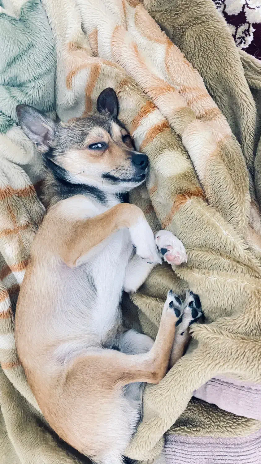 سگ پامرین|سگ|مشهد, هفت تیر (نه دره)|دیوار