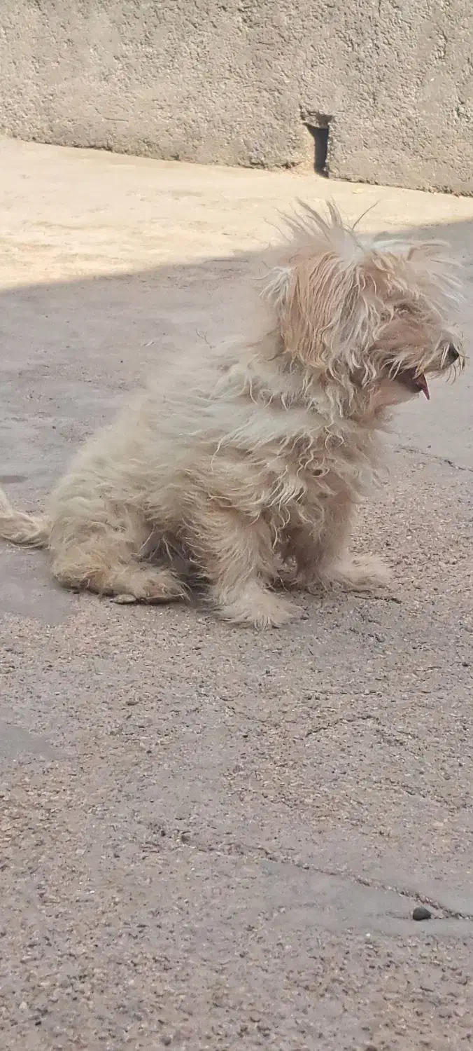 فروش|سگ|بافق, |دیوار