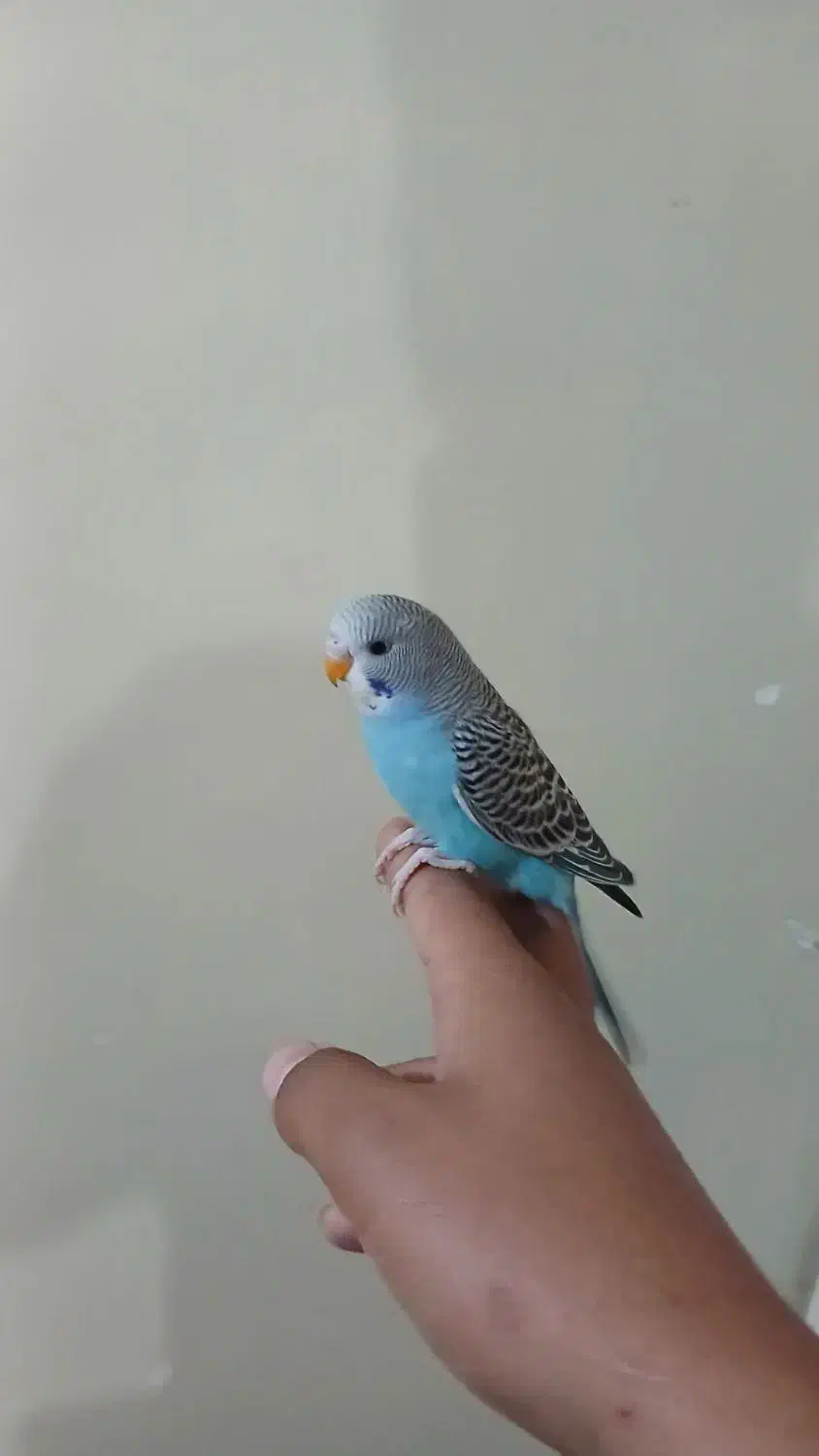 مرغ عشق|پرنده|اهواز, اسلام آباد شرقی|دیوار