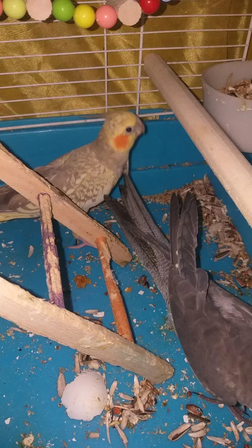 یک جفت عروس هلندی نروماده‌ به همراه سه جوجه|پرنده|شهریار, رزکان|دیوار