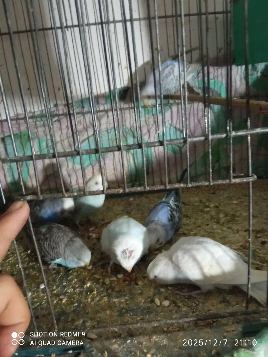 مرغ عشق|پرنده|میاندوآب, |دیوار