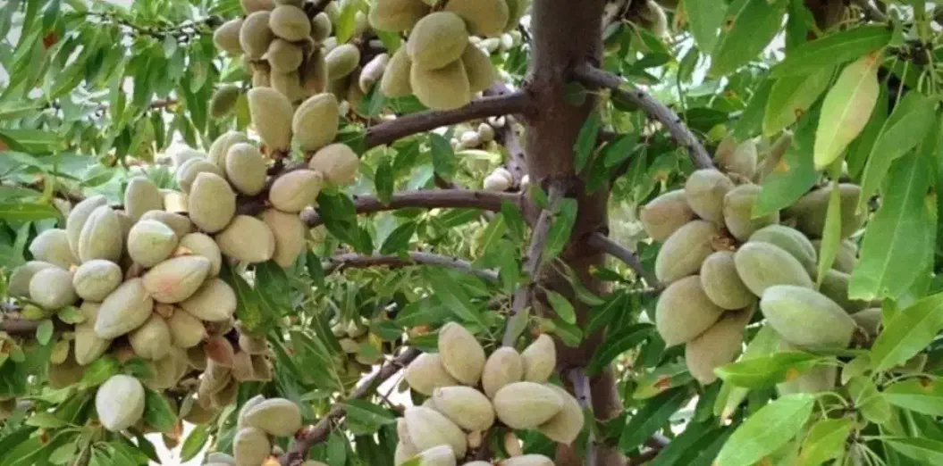 نهالستان (فروش انواع نهال اصلاح شده)|خدمات باغبانی و درختکاری|اقلید, |دیوار